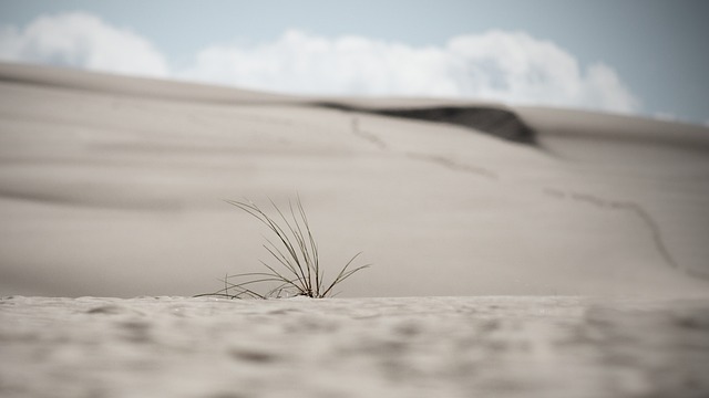 a small plant budding in an arid desert