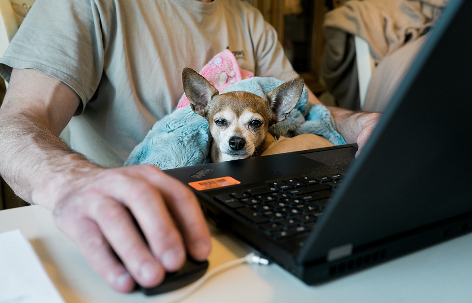 man working on his laptop with a dog in his lap